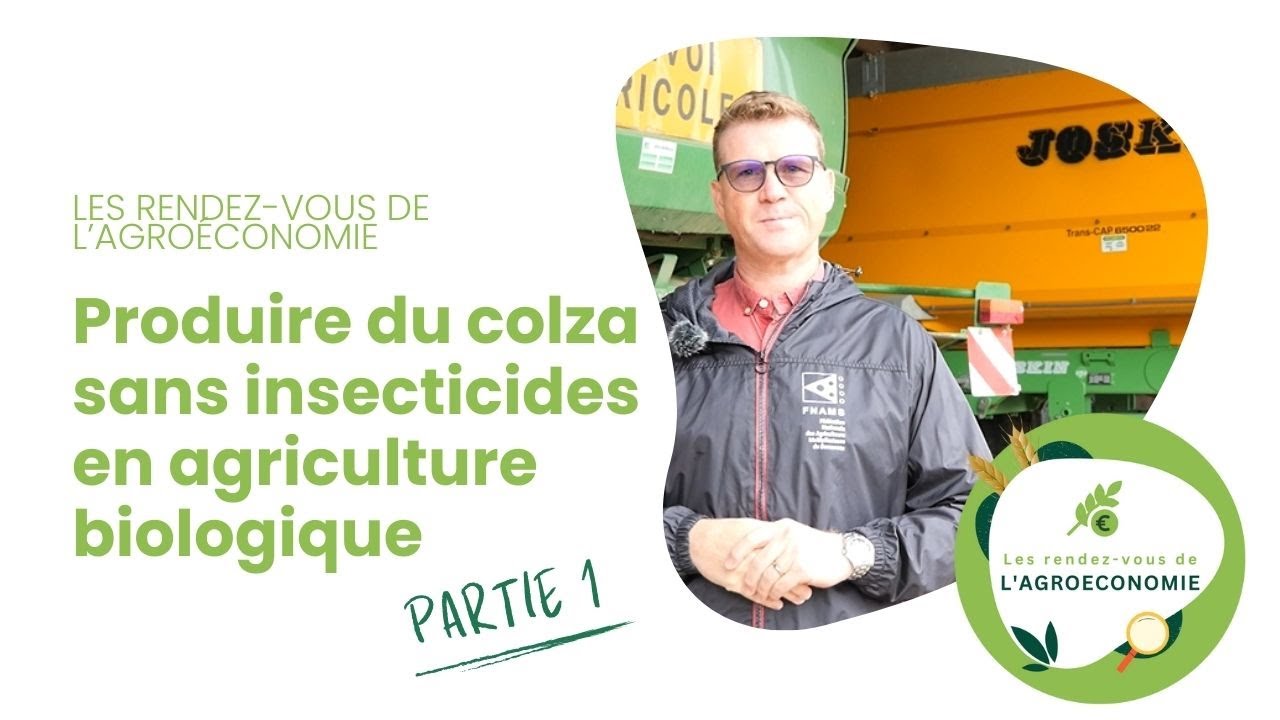 Comment produire du colza sans insecticides en agriculture biologique ? (Partie 1)
