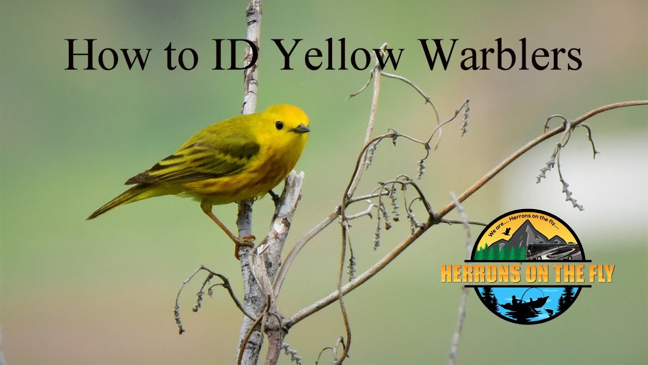 How to ID Yellow Warblers - Birding in USA