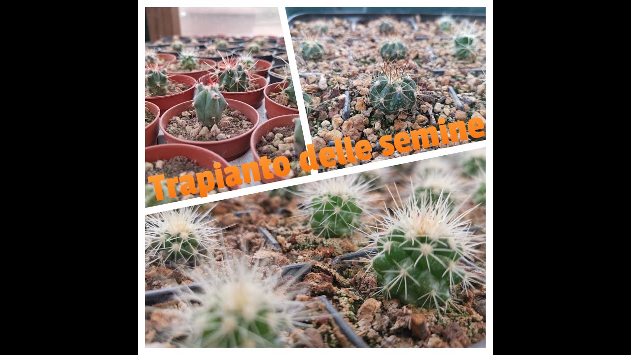 Semine cactus: trapianto dopo un anno
