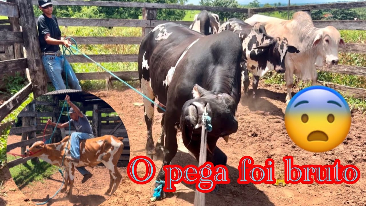 VEJA COMEÇAMOS A DEITAR O BOI BORDADO E ELE PIRRAÇOU MUITO 😨