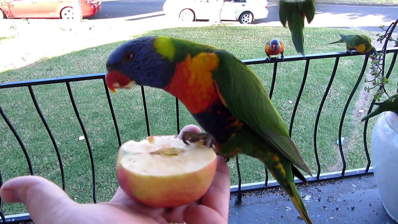 Rainbow Lorikeet eating an apple 2012 HD