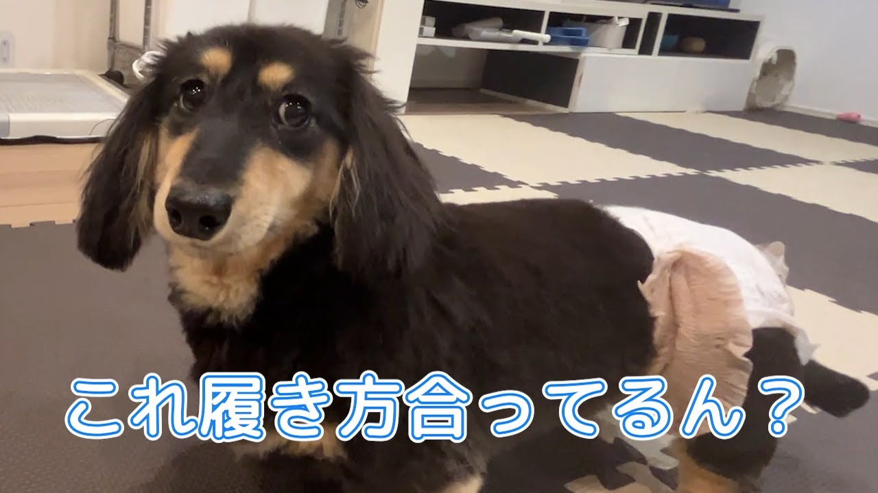 マナーベルトだと思ったらパンツだった