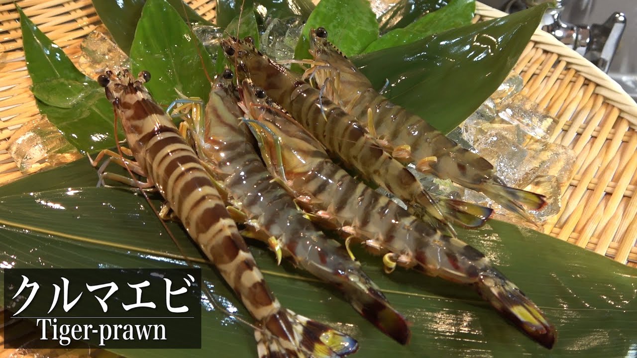 クルマエビの握り寿司と刺身～Making sushi of Japanese tiger prawn～