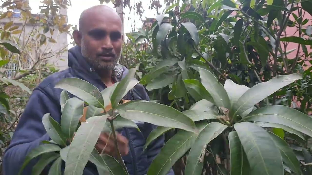Online sale :-multi brance, multigrapting two type &tree types mango plant 6ft&7ft, w/a-9733475747