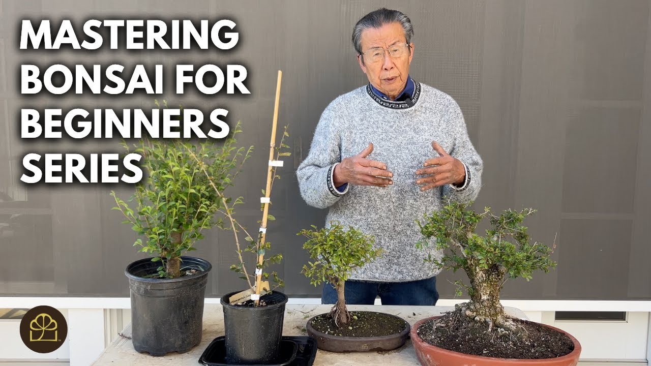 Beginner Bonsai: How to Make Your First Bonsai for Almost Nothing!