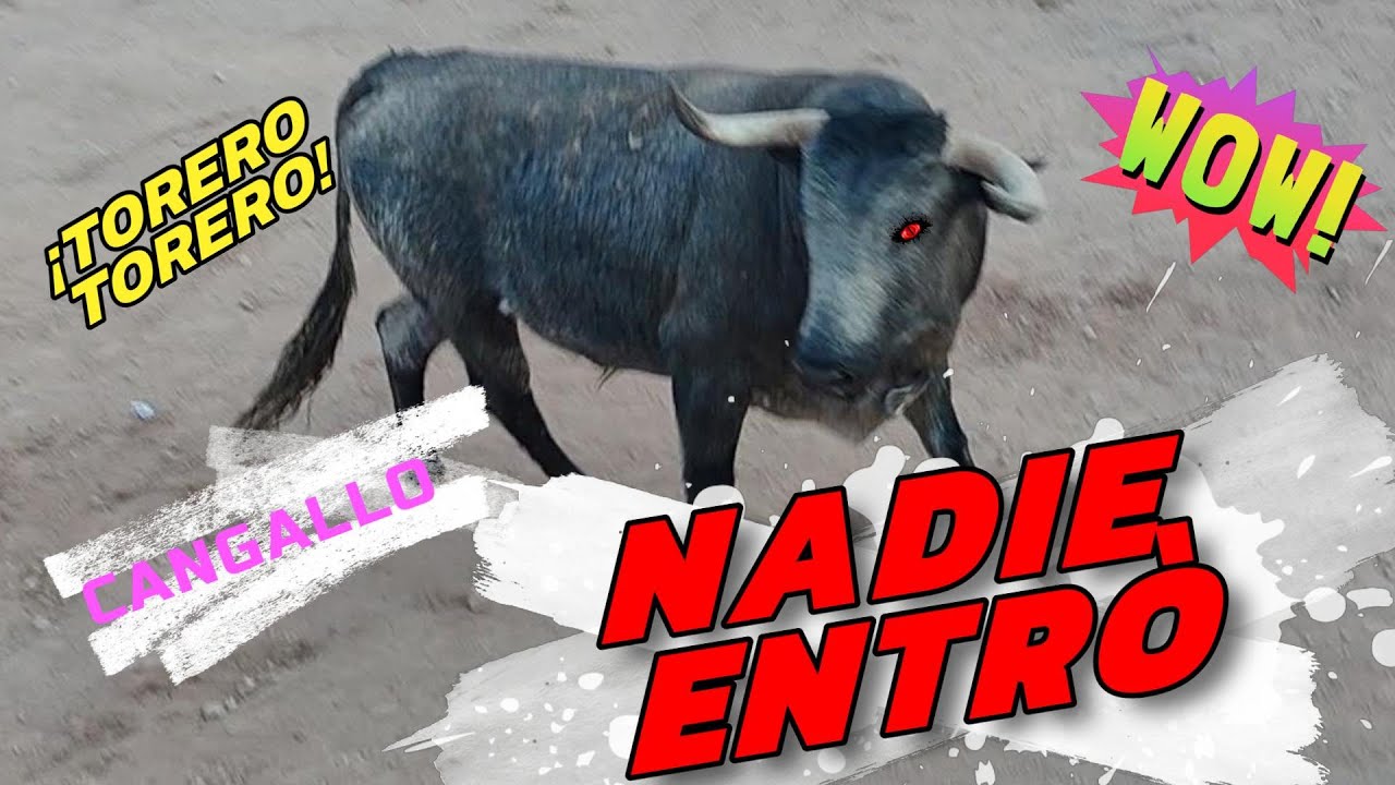 corrida de toros CANGALLO FIESTA 2024 - Nadie  entr&oacute; a torear Toro bravo