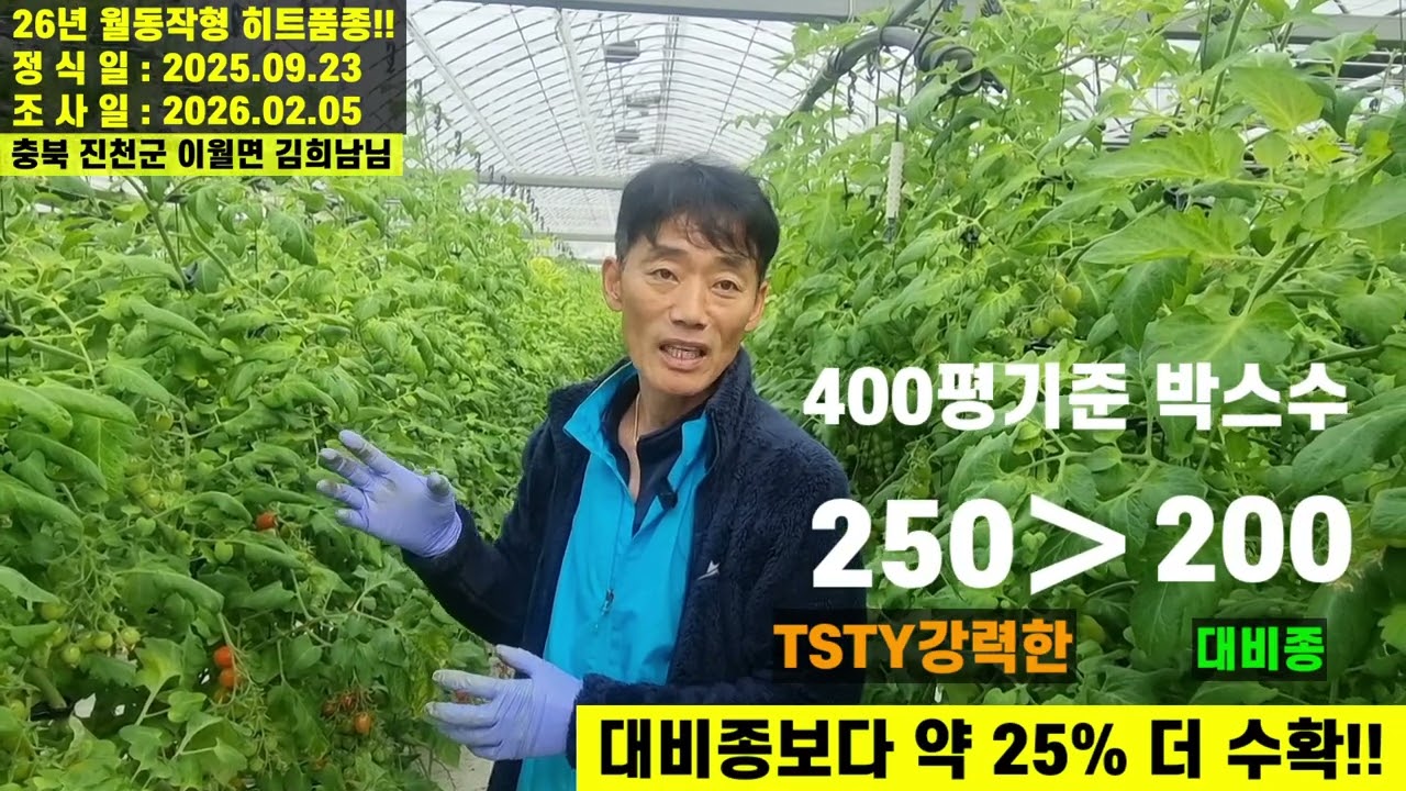 [TSTY강력한] 압도적인 수량성!! 강력한 내병성!! 상품성!! 재배만족도 100% 