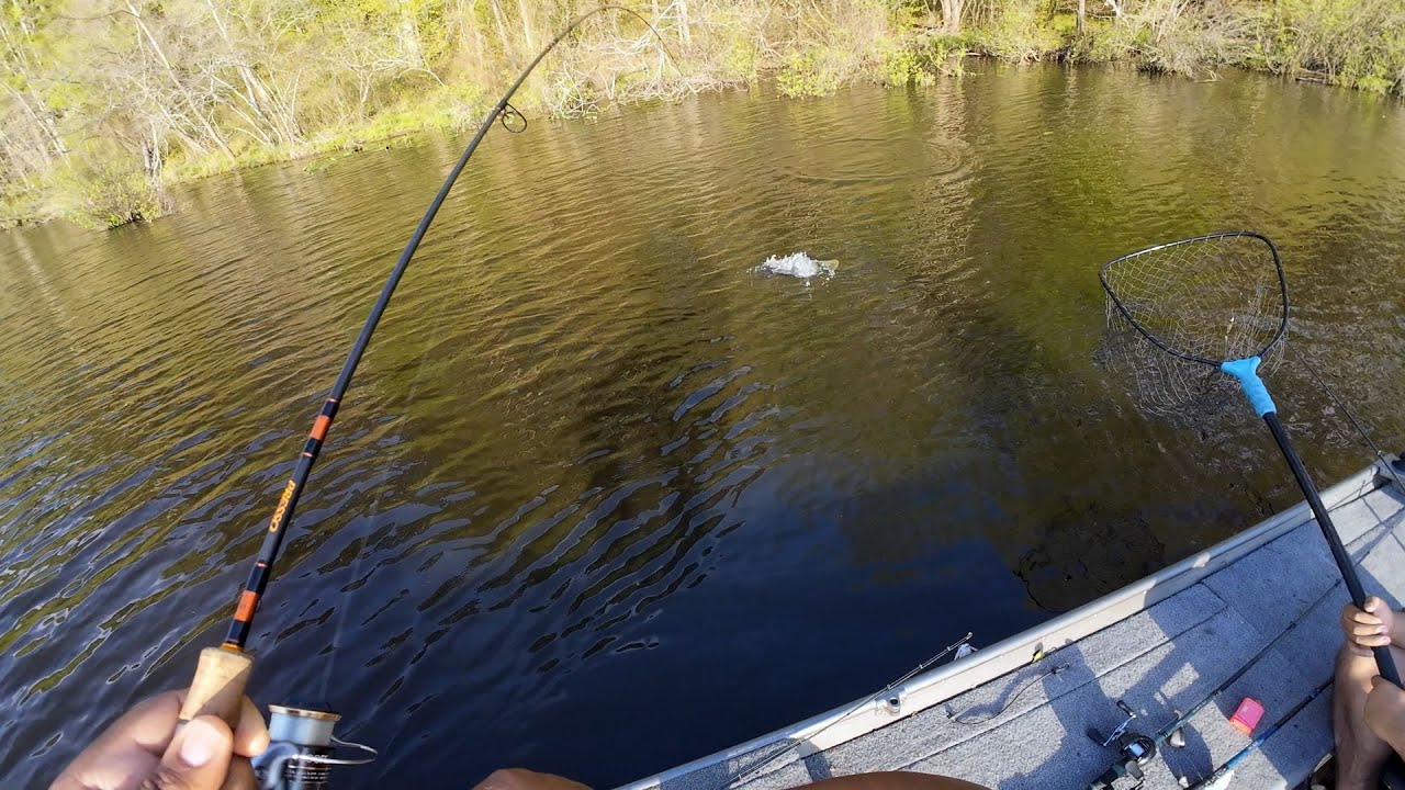 I was actually looking for Crappie but caught this big girl!