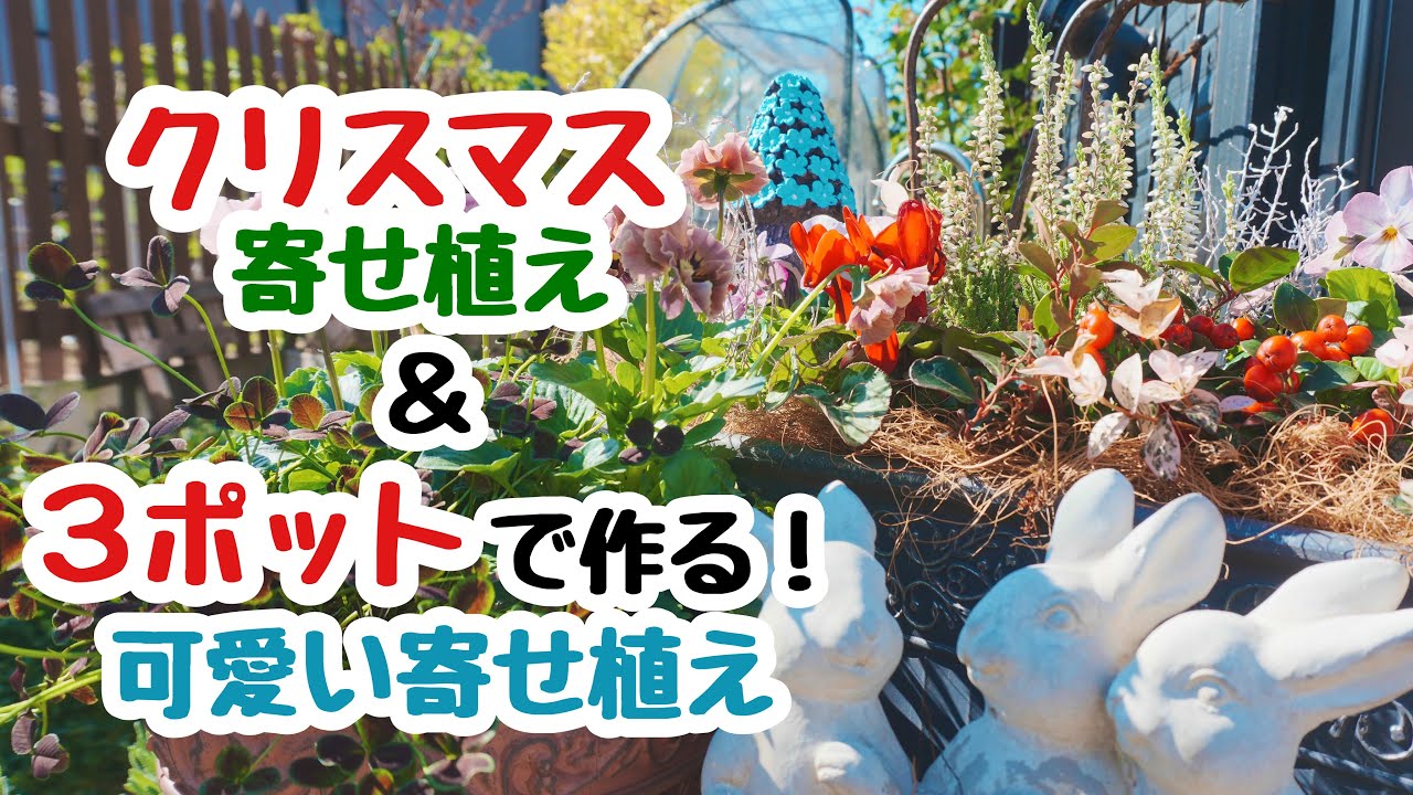 クリスマス寄せ植え＆3ポットで可愛い寄せ植え【寄せ植え】【ガーデニング】【クリスマス】