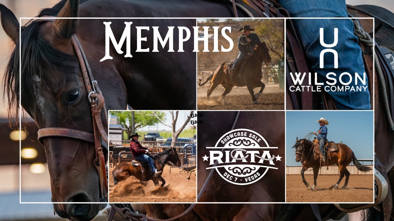 Memphis - Wilson Cattle Co x Riata Showcase 2025
