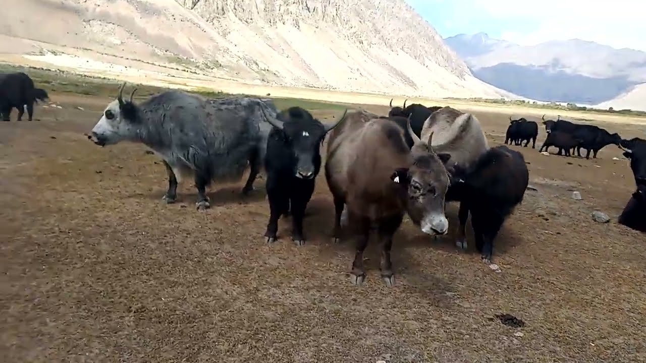 Yak in Gilgit ghizer  / yak in Gilgit baltistan