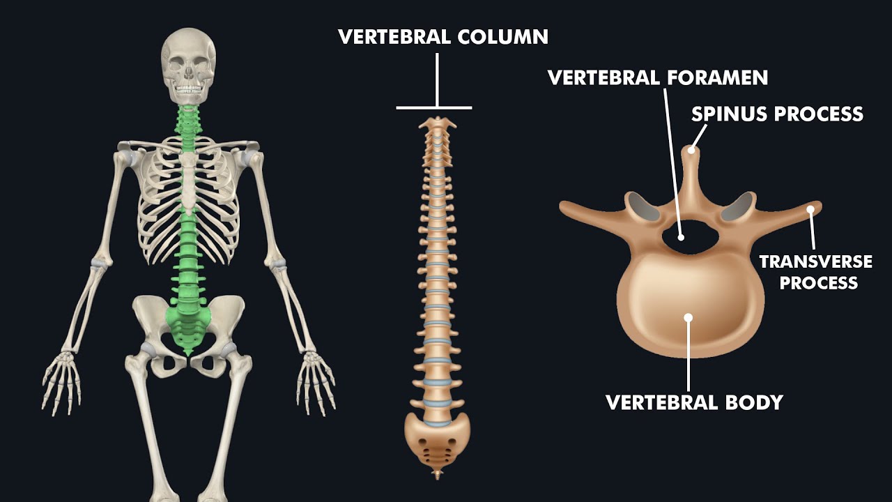 Anatomy of Vertebral Column / Spine: 3d animation