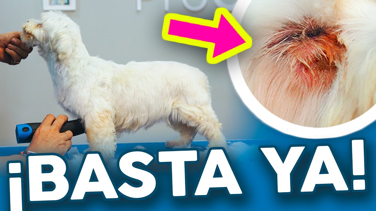ESTE BICHÓN MALTÉS SUFRIÓ UN ABUSO... 😡 CORTE de PELO A MÁQUINA