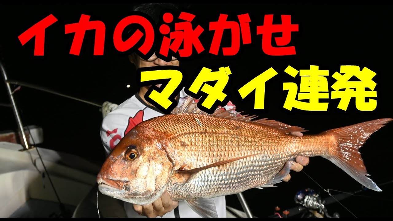 イカメタルで釣れたイカを泳がせたら大物が釣れた