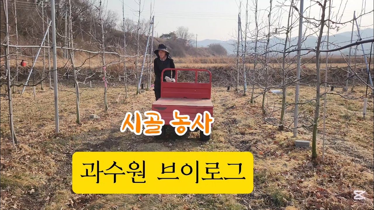 청송에서 사과농사 짓기 시골 일상 브이로그