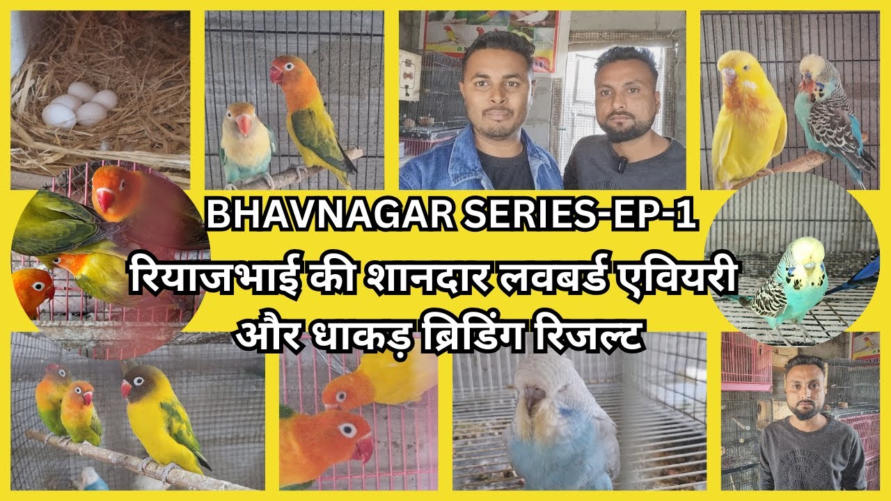 रियाजभाई की शानदार लवबर्ड एवियरी और धाकड़ ब्रिडिंग रिजल्ट  || BHAVNAGAR SERIES-EP-1  28 January 2024
