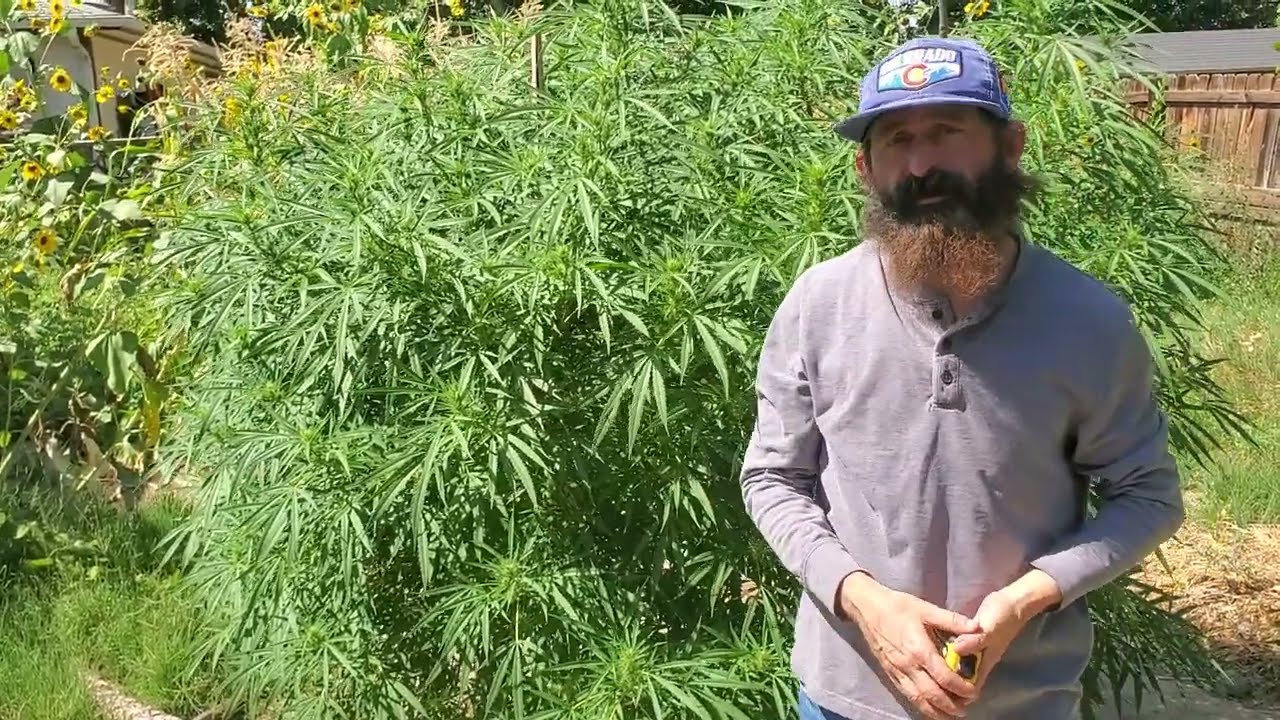 Checking Back On The Lamb's Bread Strain 🍞