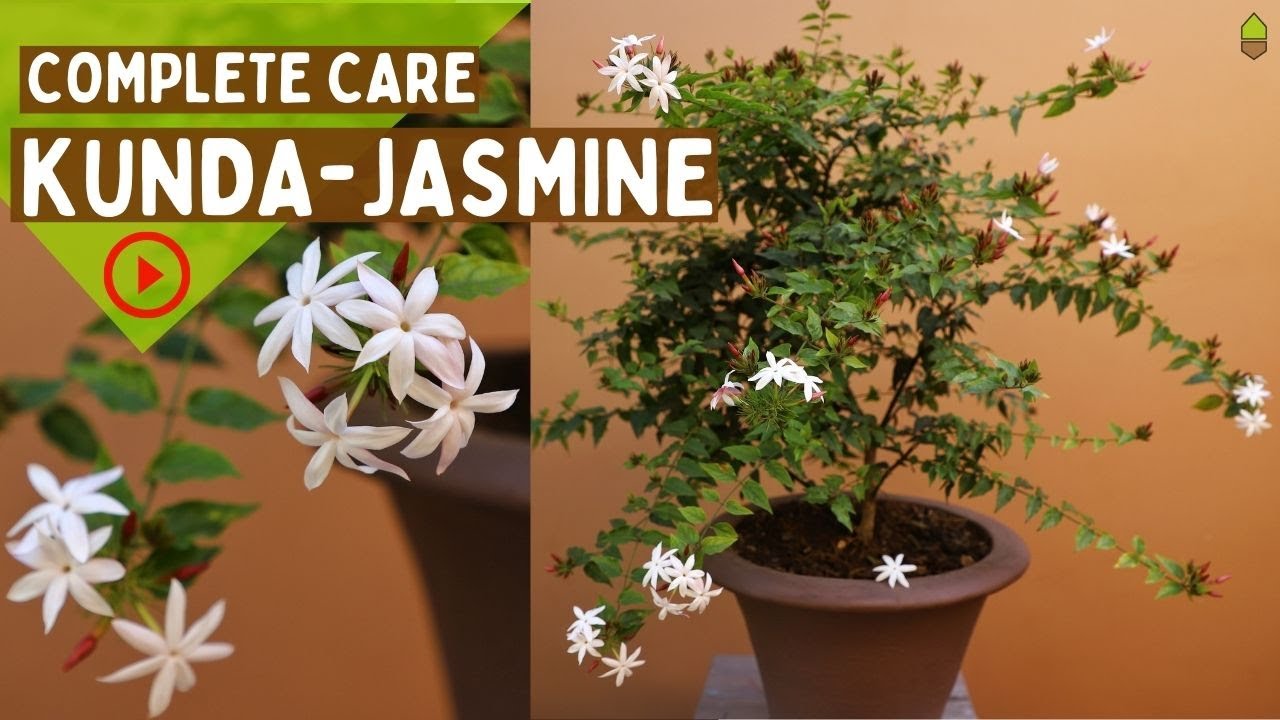 Kunda - Jasmine Complete Care || Fragrant Flowering Plant || Jasminum
