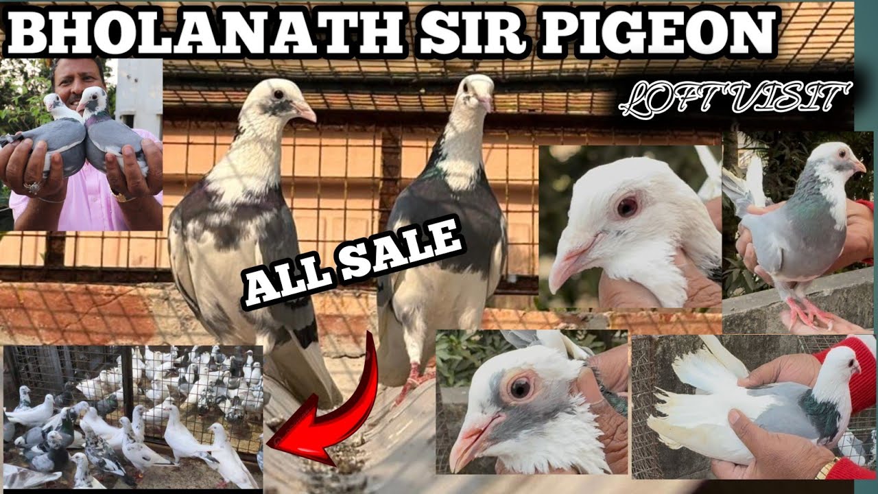 BHOLANATH SIR LOFT VISIT ALL PIGEON SALE ||