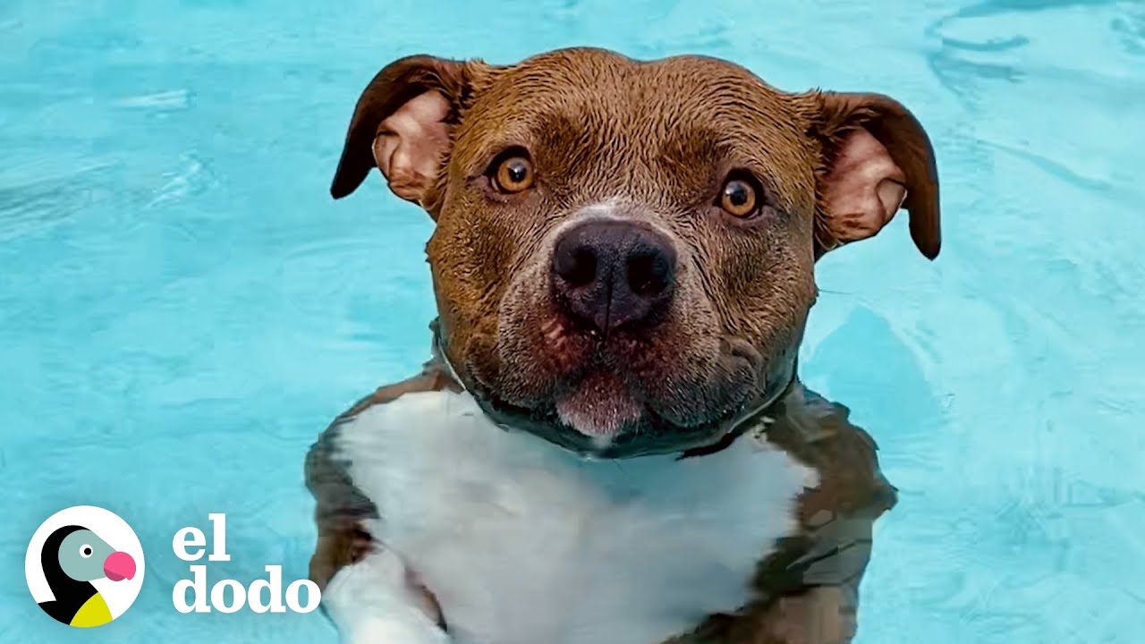 Pit bull debe estar en la piscina todos los días o se pone tan triste | Puro Pitbull | El Dodo