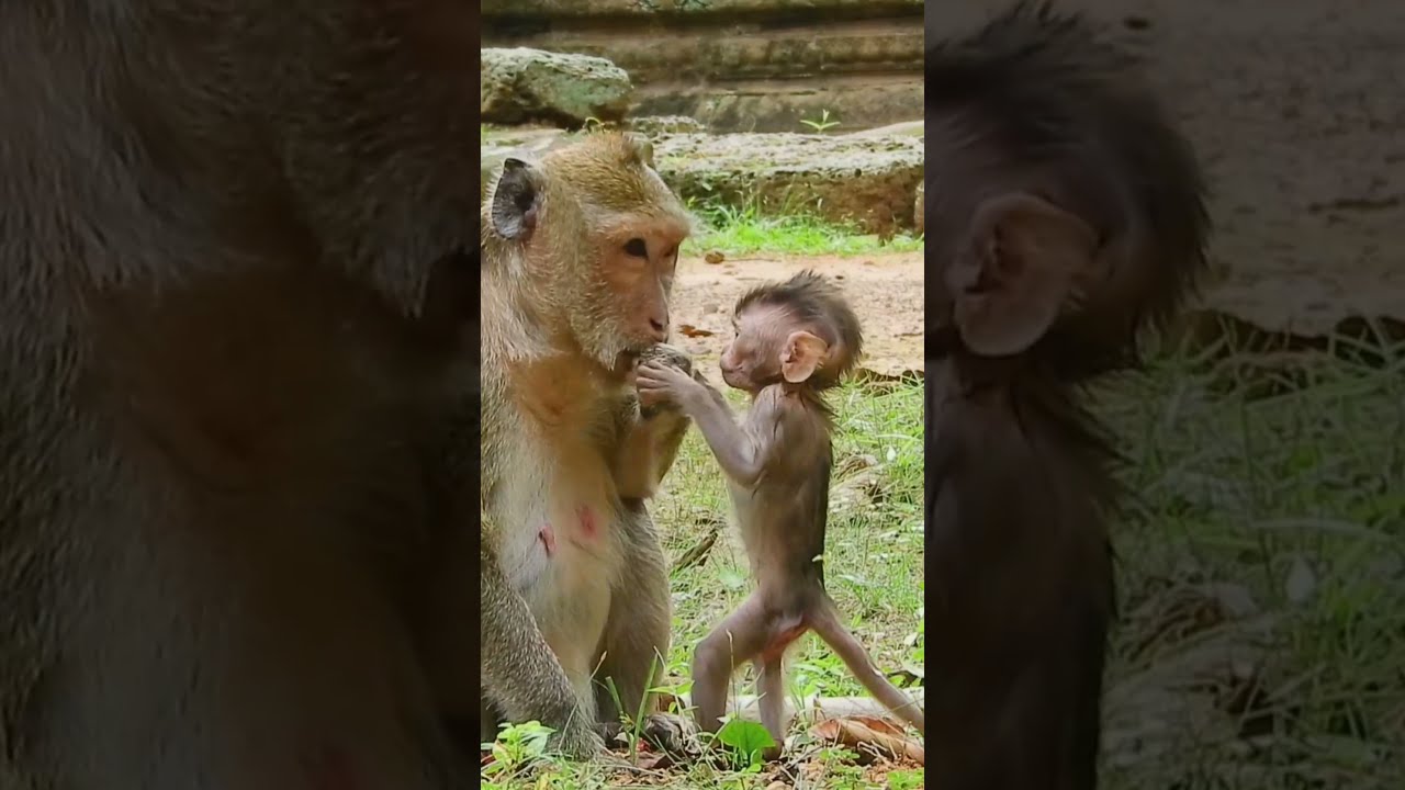 Mom Monkey Maria Delicious With Rambutan Fruit