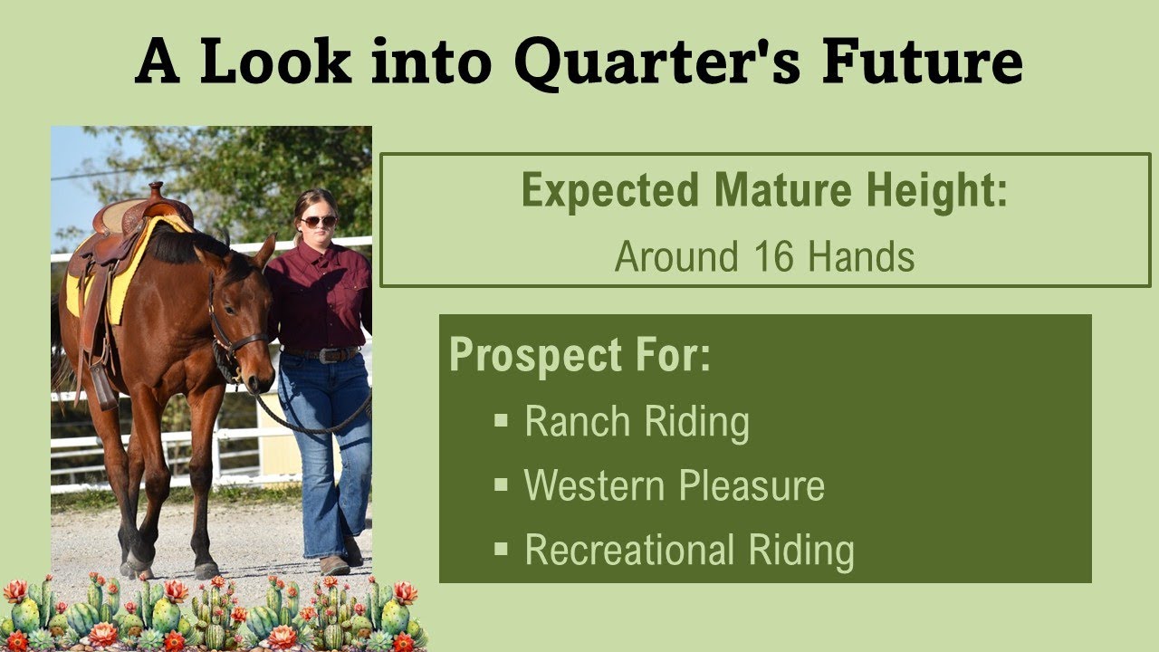 FOR SALE: MU Lopin Good N Slow - 2024 AQHA Gelding - Training Highlight
