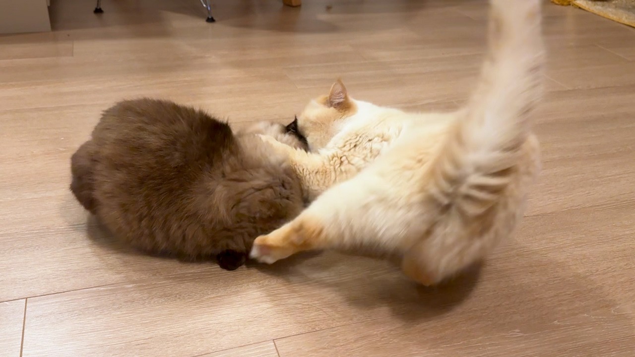 弟猫を舐めてあげていた兄猫に訪れた悲劇
