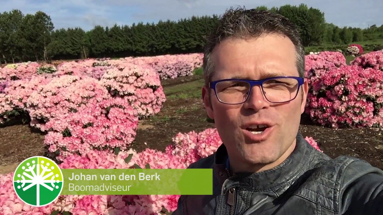 Rhododendrons, de soorten voor u op een rij | Bomenvlog #10