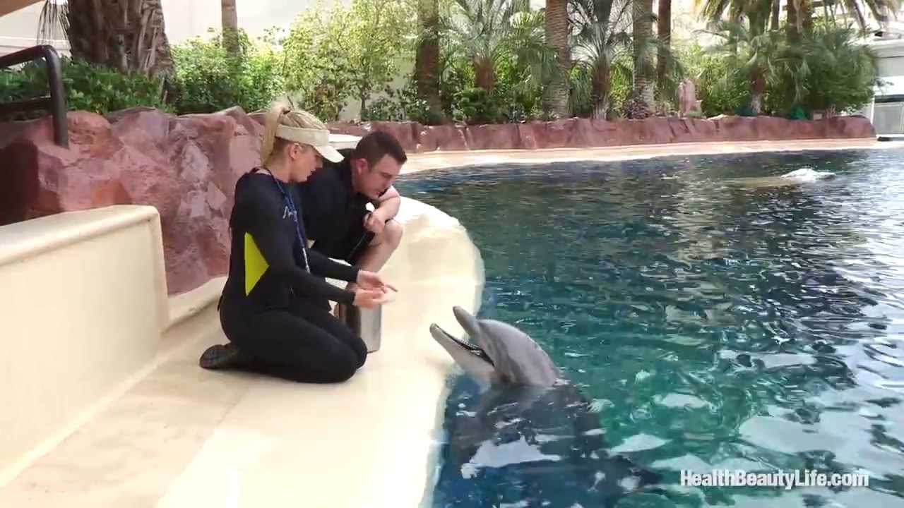 Visit the Dolphin Habitat at The Mirage in Las Vegas