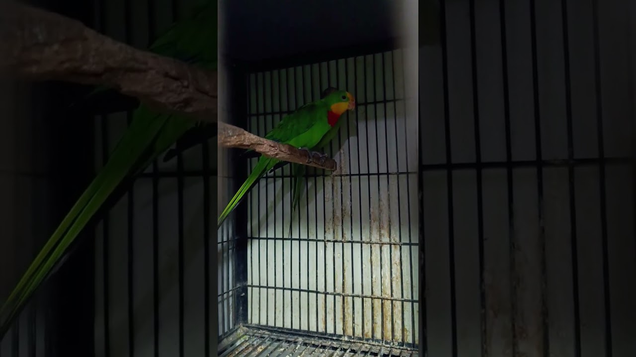 Barraband parrot/#breeding /#breedingformula /#breedingprocess /#breedingtechniques /#breedingsetup