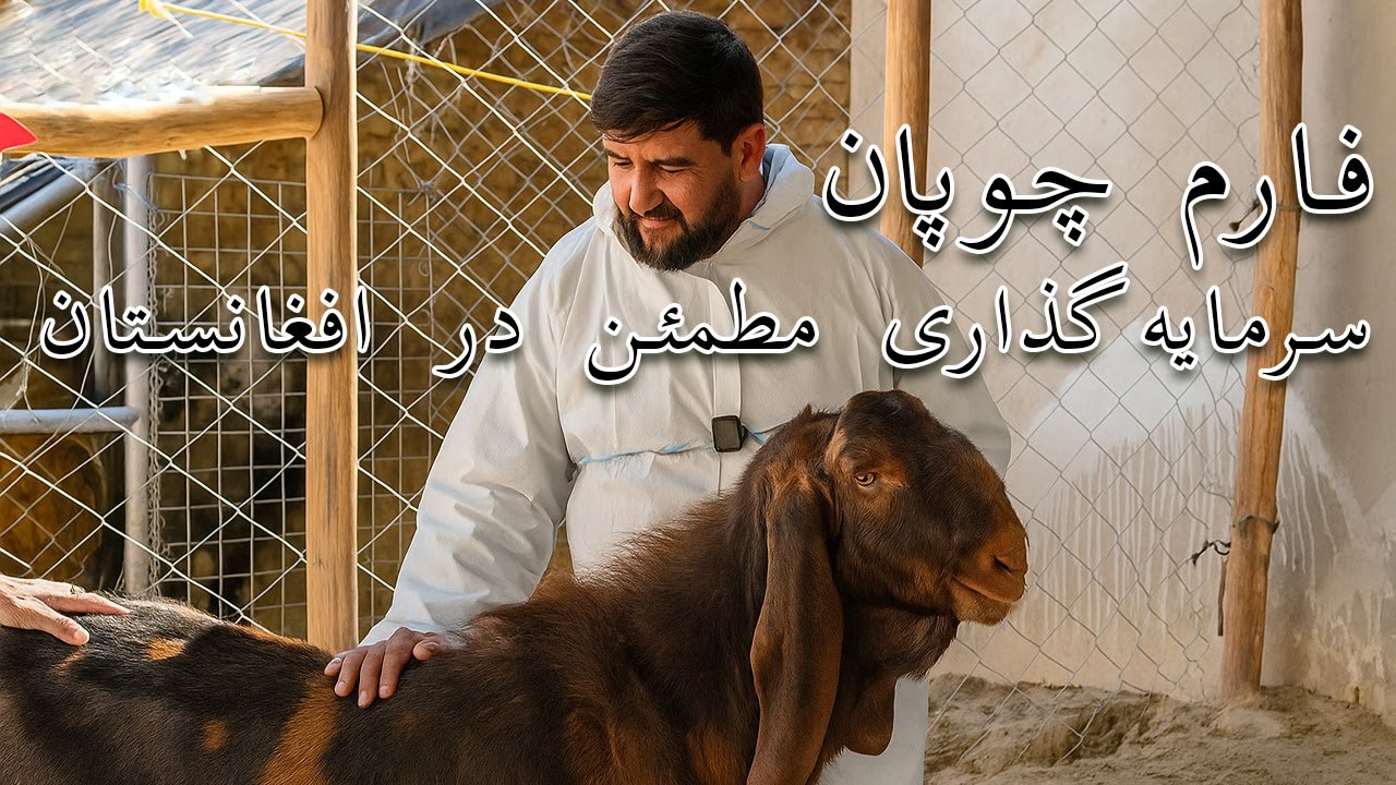 اولین فارم بزهای نسلی در افغانستان