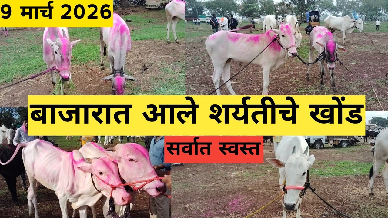 शर्यतीचे खोंड बाजारात आले| पेठ वडगाव बैल बाजार कोल्हापूर #बैलबाजार #bailbajar #bailbazar #viral