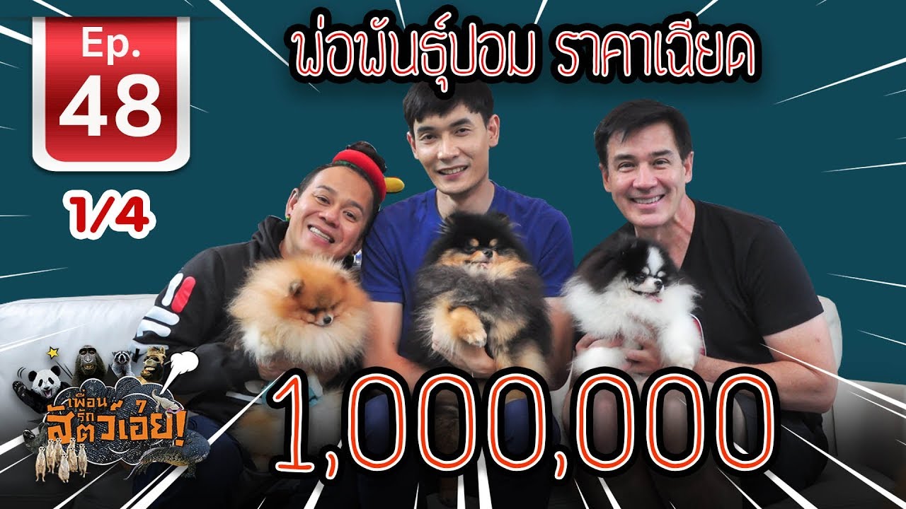 Pomeranian Breeder พ่อพันธุ์ปอมราคาเฉียด - เพื่อนรักสัตว์เอ้ย EP 49 (1/4)