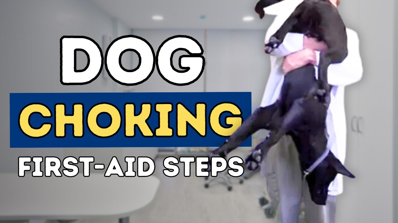 Dog Choking: First Aid Steps
