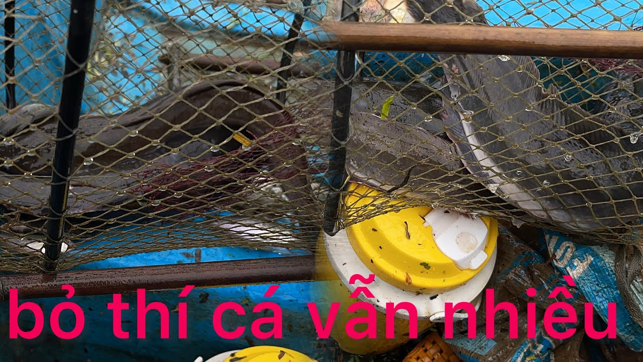 bỏ thí 5 ngày không dời mà cá vẫn còn nhiều quá.@