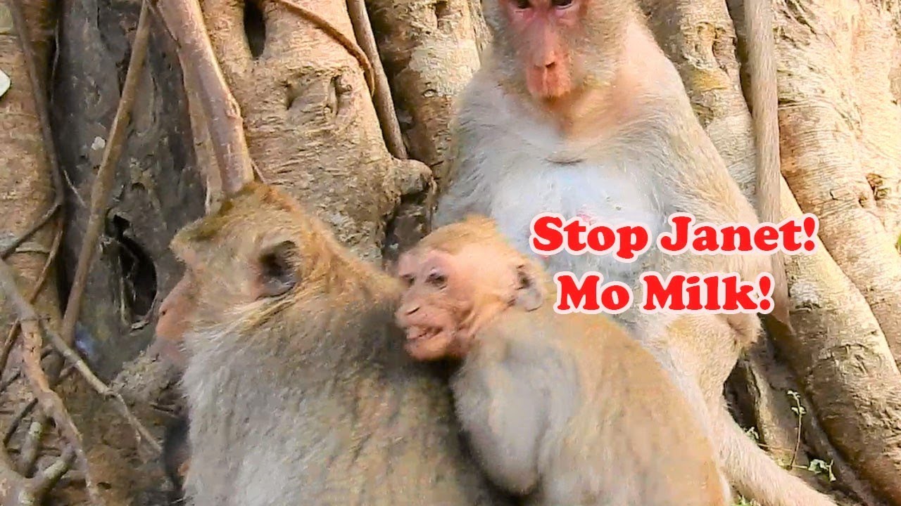 Hot News!Mom Jane Beat Janet So Badly & Warn Janet No Milk Anymore!|Janet Should Look For Food