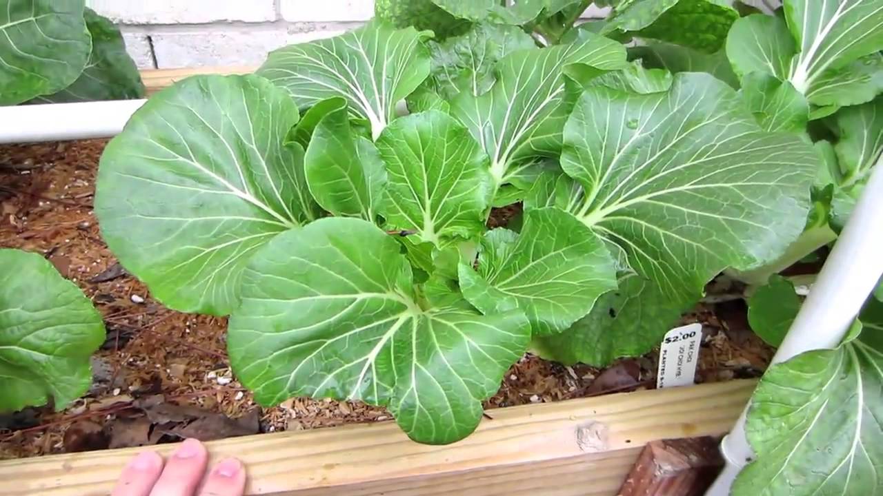 Mittleider Gardening Method: Pruning Plants