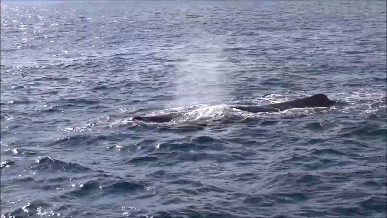 2024年　羅臼ホエールウォチングクルーズ船のマッコウクジラ