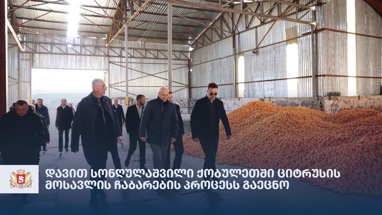 დავით სონღულაშვილი ქობულეთში ციტრუსის მოსავლის ჩაბარების პროცესს გაეცნო