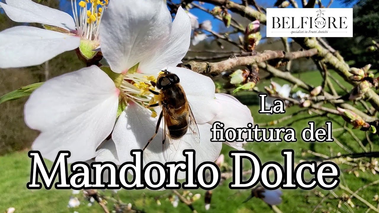 MANDORLO DOLCE: una delle prime fioriture dopo l'inverno!
