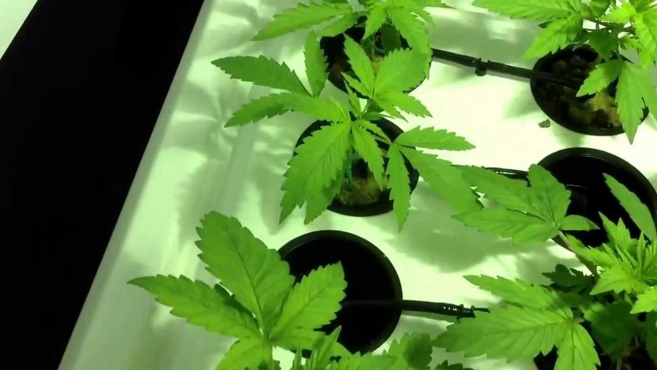 Supercloset jack herer, northern lights x big buds, white widow x big Buds, and blue cheese day 15