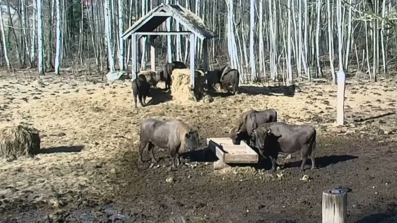 Kilka żubrów na posiłku w dzień 04.03.2026 r