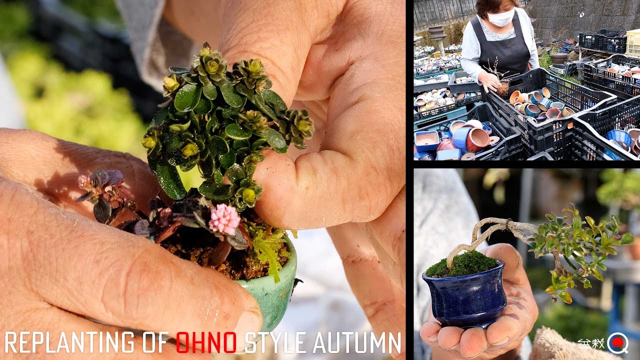 小さな鉢に植える方法。秋の植替え鉢合わせ【盆栽Q】