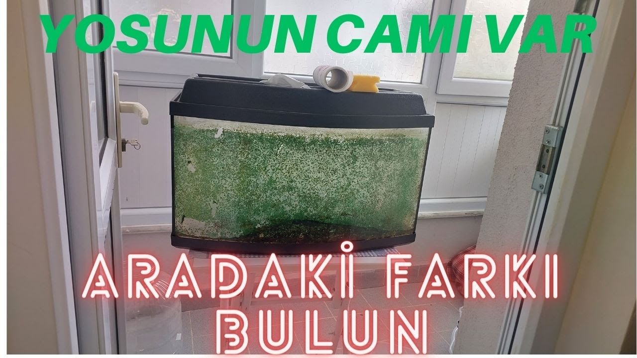 Yosunlu Camı Temizleme y&ouml;ntemi #yosunluakvaryum #yosunlucamtemizliği #akvaryumtemizliği