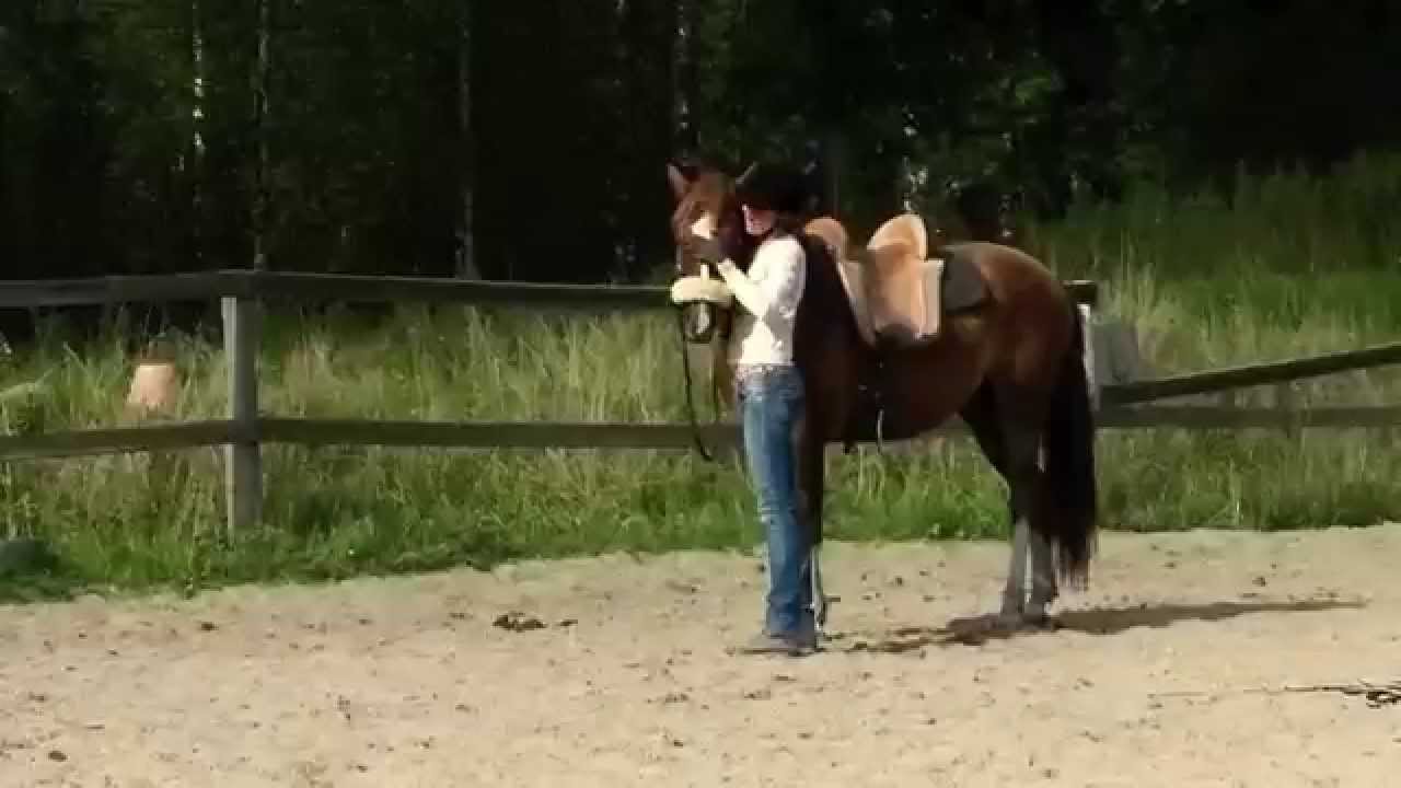 Sisäänratsastus / Starting a young horse