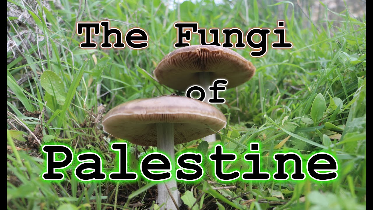 The Fungi of Palestine