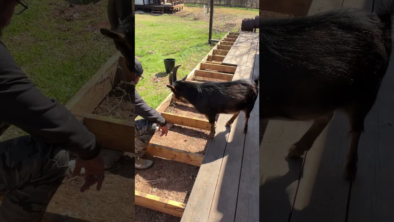 Фрэнк руководит началом строительства столовой. #feralfrank #goat #crownfoxhabitat #farmlife