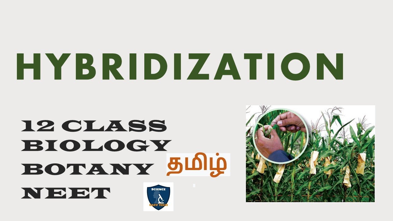Hybridization in Tamil | Plant Breeding I  Botany | Class 12 | TNSCERT | NEET | Science Easy Tech