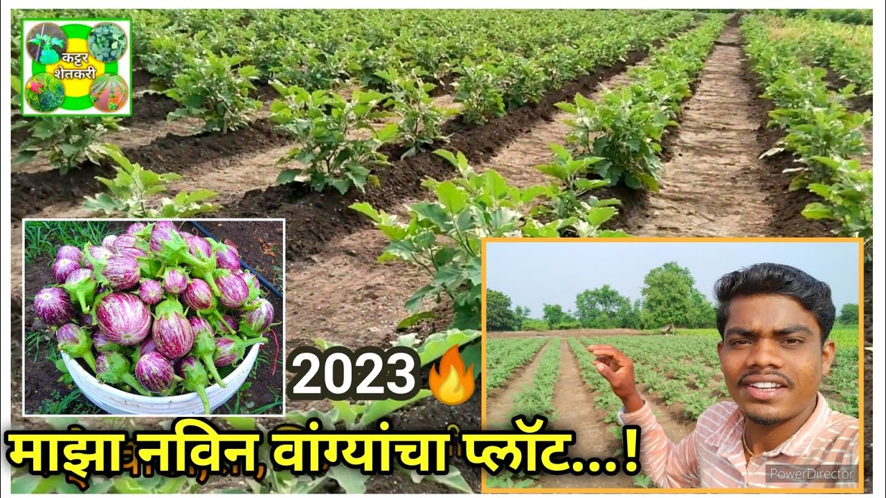 नवीन लागवड केलेला वांग्यांचा प्लॉट|सध्या मालामाल करणारा प्लॉट|#vangi lagvad#vangelagvad#viral#वांगे