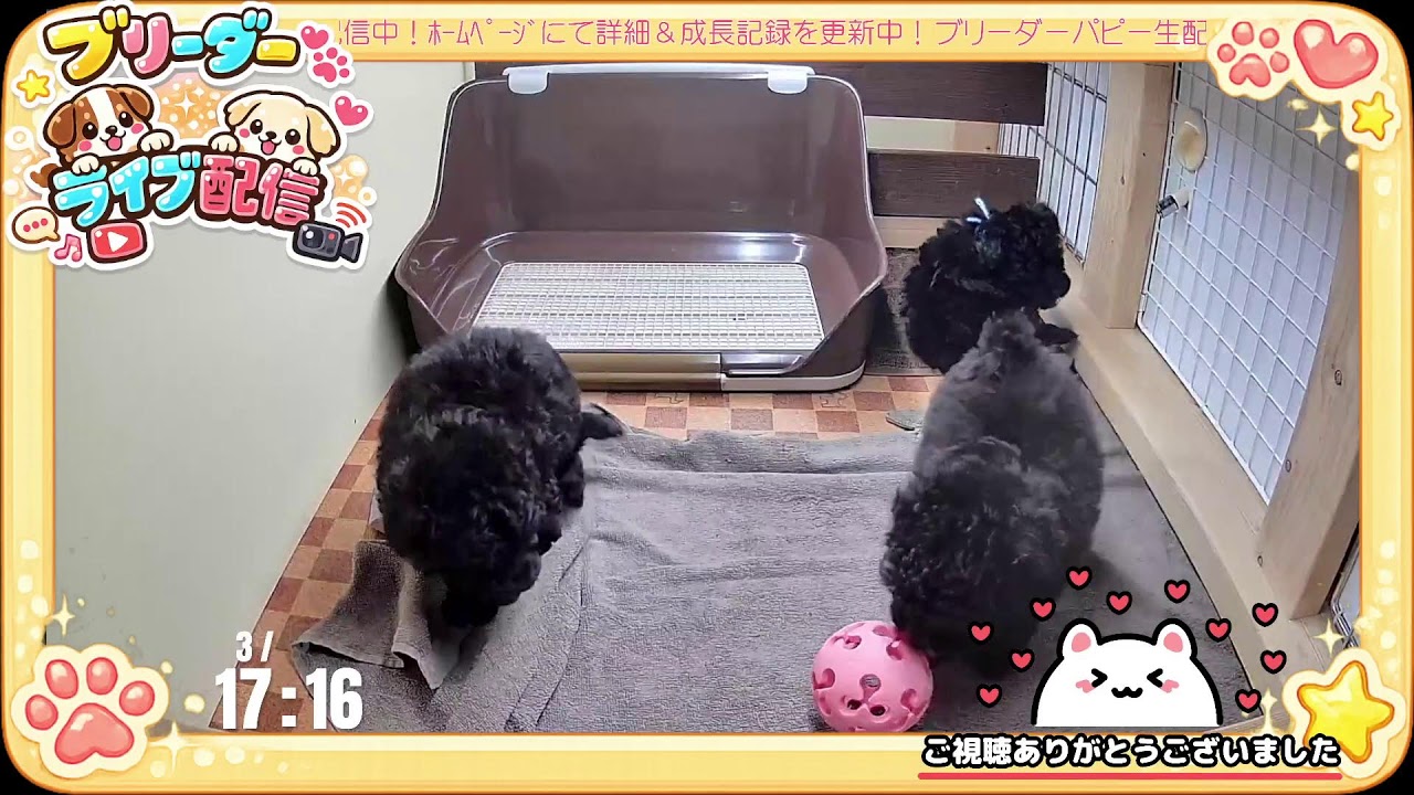 【成長 生配信】トイプードル 子犬 50日齢 【2026/3/15】